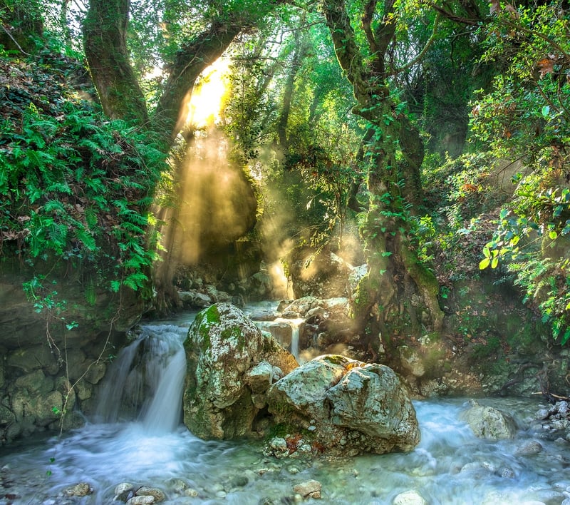 Rainforest Discoveries