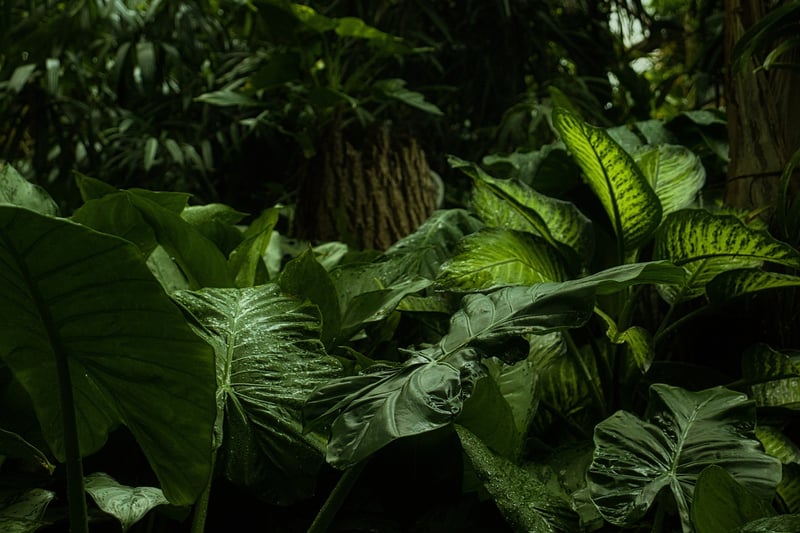 Rainforest